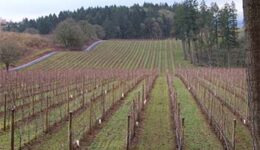 rows-of-vines