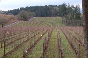 Oregon's Willamette Valley: A Wine Lover's Heaven rows-of-vines
