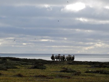 There are way, way more sheep in the Falklands than people.