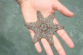 Starfish are plentiful....but don't take them with you!