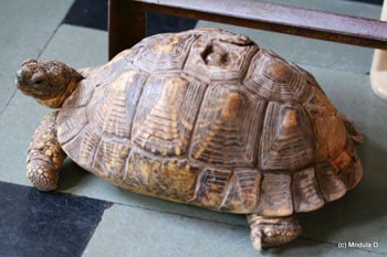 Gopi the tortoise at the Mangalam Guest House, Bundi, India