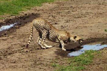 cheetah on safari in Kenya