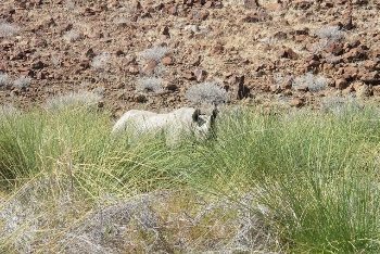 rhino in the bushes of Namibia