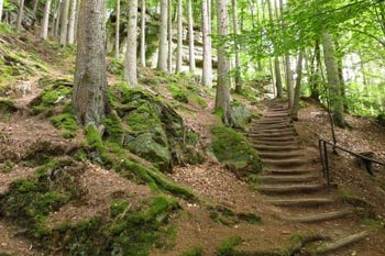 A Woodland Staircase 1