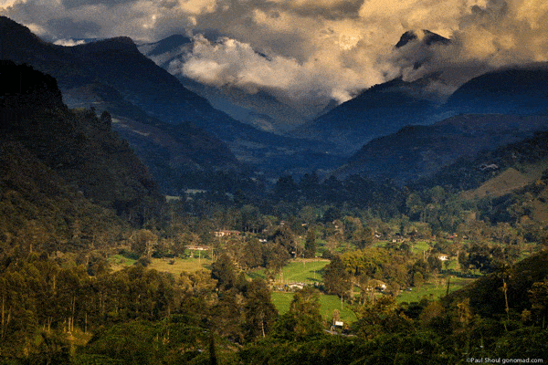 The Corcora Valley, home to many wax palms and coffee plantations in central Colombia.
