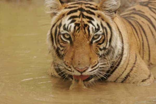 A tiger in a river in India. photos by Aditya Singh/Travel Operators for Tigers.