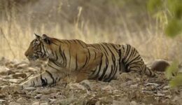 Tiger on the prowl in India. Tiger tourism