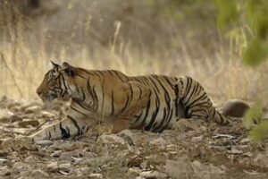 Tiger Tourism Ban Was a "Catastrophe" Tiger on the prowl in India. Tiger tourism