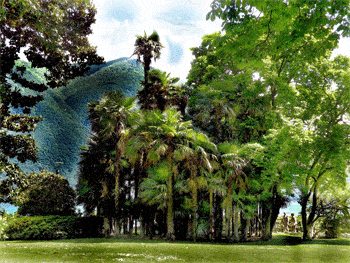 Palm trees in Lugano, Switzerland.