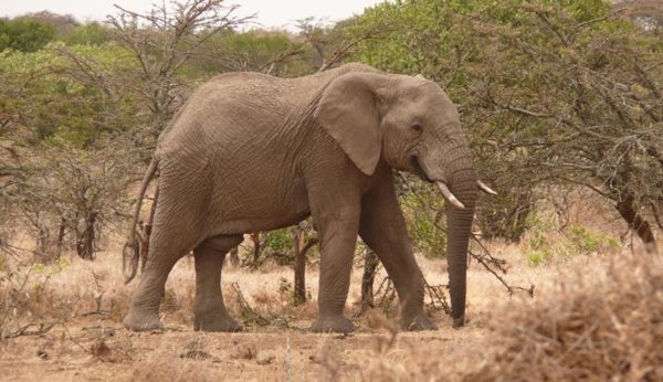 Elephant in Kenya.