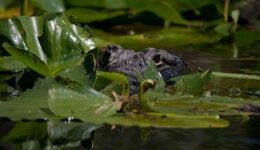 The Gator stare in Okefenokee Swamp, Georgia. photos by Lee Howard.