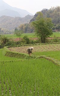 Tending a rice field in Vietnam. The work never stops.