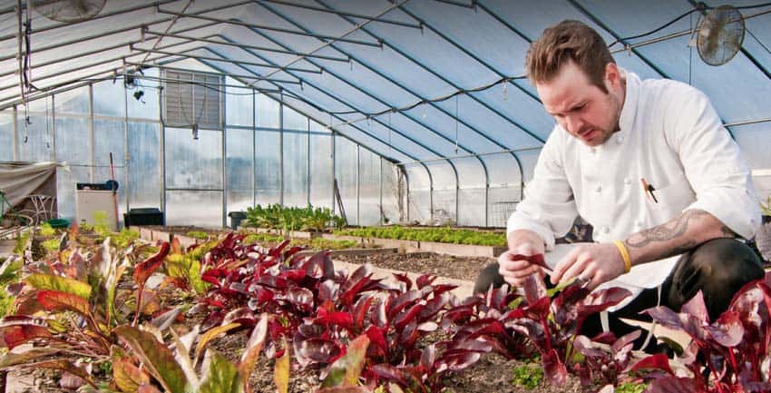Allentown PA: The Glasbern Inn is a Farm to Table Stand-Out 5 A chef at the Glasbern Inn in Allentown PA picks food for that night's dinner in their greenhouses.