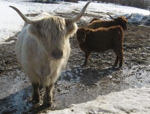 Allentown PA: The Glasbern Inn is a Farm to Table Stand-Out 8 highland-cattle