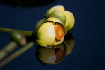 Yellow Pond Lily 