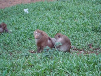 Monkeys in Phnom Penh.