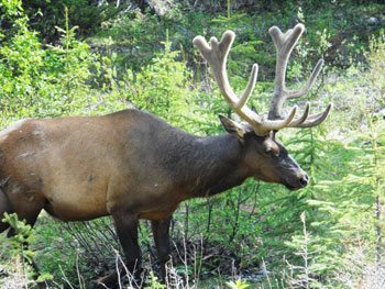 An elk feeding in the gorge of the Maligne River