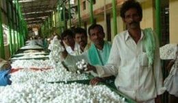 The silk cocoon market in South India