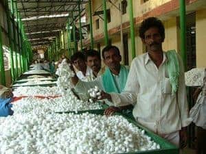 The silk cocoon market.