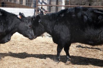 Headbutting young Irish Dexter cattle at Spotted Dog Family Farm.