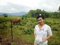 Cows are a common site in Kauai's camping sites.