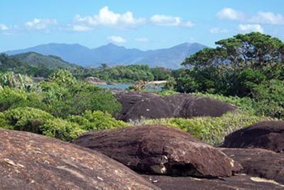 Madagascar: Sainte Luce, a Coastal Village forest-shot
