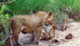 Volunteering abroad with animals: help lions like these ones in South Africa while on vacation. Janis Turk photo.