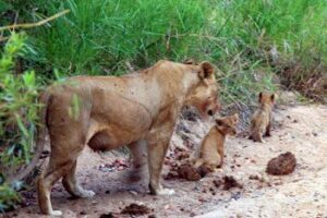 Animal Interactions: Making Responsible Travel Decisions Volunteering abroad with animals: help lions like these ones in South Africa while on vacation. Janis Turk photo.