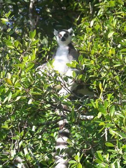 Madagascar: Sainte Luce, a Coastal Village 7 ringtailed lemur