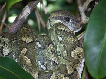 Madagascar: Sainte Luce, a Coastal Village 8 snake
