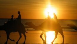 camels-australia