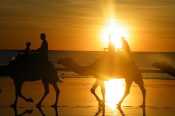 camels australia