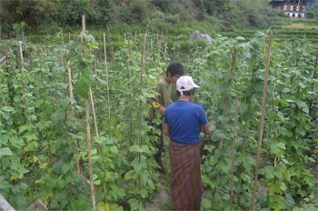Bhutanese farmers working in a bean field.