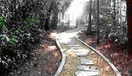 A pathway through the Jungle in Thailand.