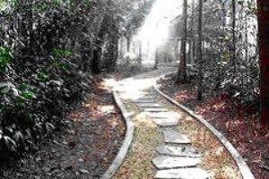 A pathway through the Jungle in Thailand.