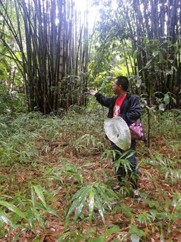 A local guide shows the group bamboo trees.