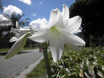 The Jardin Botanico in Bogota. A favorite place for music festivals. photo by Jasmine Stephenson.