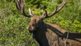A bull moose in full velvet in Western Newfoundland. CJ Reid photo.