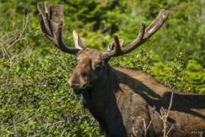 Newfoundland and the East Coast Trail A bull moose in full velvet in Western Newfoundland. CJ Reid photo.