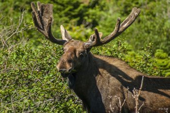 A bull moose in full velvet in Western Newfoundland. CJ Reid photo.