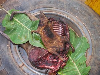 Megaliths of Central African Republic 3 rat-for-dinner