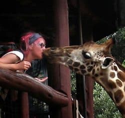 Giraffe kiss