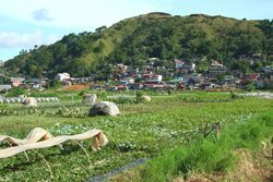 At the strawberry farm in Baguio City