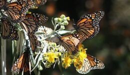 Close up of a monarch butterfly in Mexico. photos by Molly Beer.