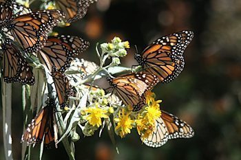 Close up of a monarch butterfly in Mexico. photos by Molly Beer.