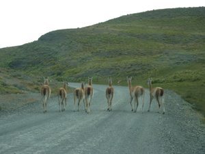 A traffic jam of guanacos on the windy road in Patagonia.