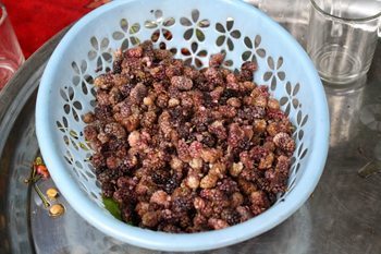 Afghanistan as a Tourist. Really. 4 Toot mulberry