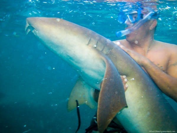 swimming with nurse sharks ambergris caye belize