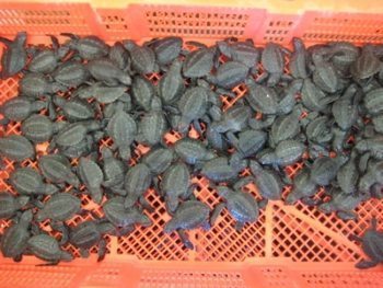 Baby sea turtles hatched and almost ready to return to the sea in Tulum, Mexico. photos by Valerie Hamilton.