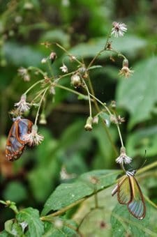 Butterflies along the trail near Machu Picchu.